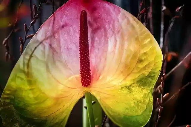 Free download Leaf Petal Flower free photo template to be edited with GIMP online image editor