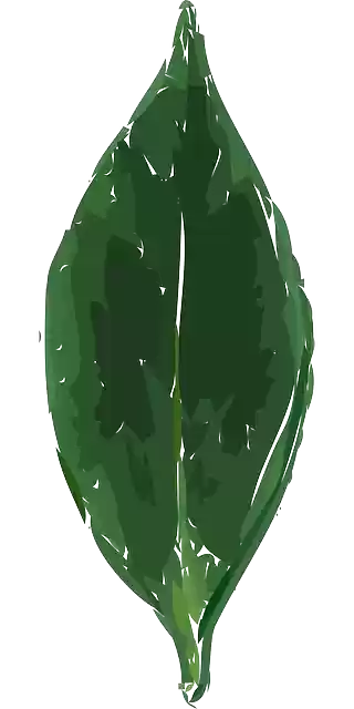 Free download Leaf Plant Foliage - Free vector graphic on Pixabay free illustration to be edited with GIMP free online image editor