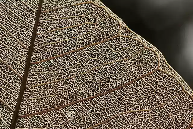 Free download Leaf Ribs Macro -  free photo or picture to be edited with GIMP online image editor