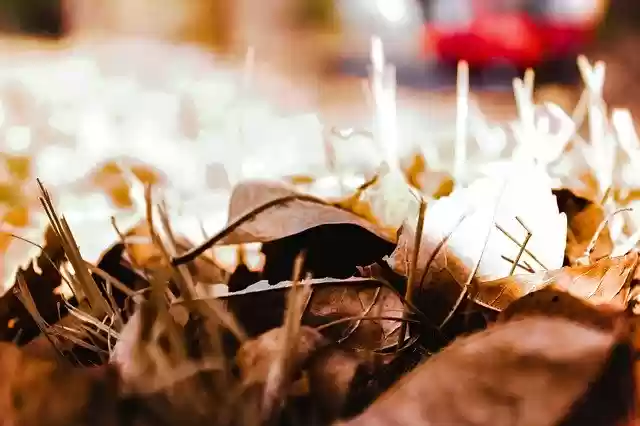 Free download Leafs Autumn Grass -  free photo or picture to be edited with GIMP online image editor