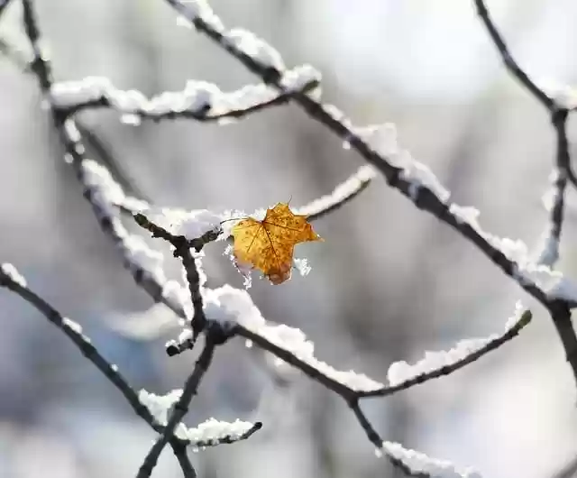 Free download leaf snow branches tree winter free picture to be edited with GIMP free online image editor