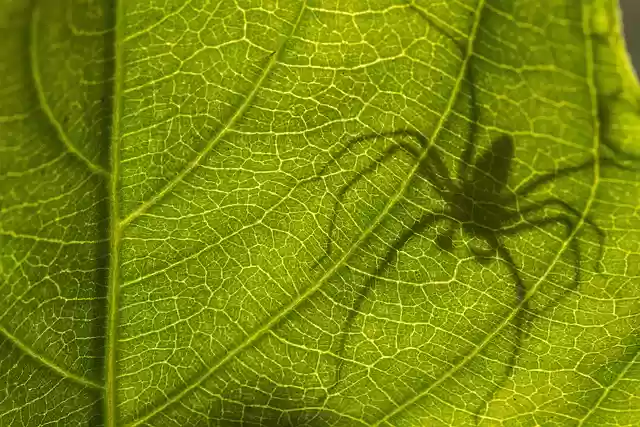 Free download leaf spider shadow veins free picture to be edited with GIMP free online image editor