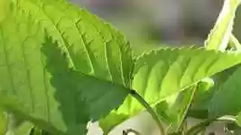 Free download Leaf Sprig Tree -  free video to be edited with OpenShot online video editor