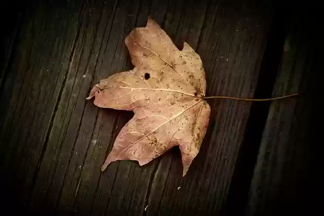 Free download Leaf Table Fall -  free photo or picture to be edited with GIMP online image editor