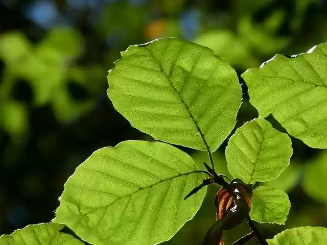 Free download Leaf Translucent Beech -  free photo or picture to be edited with GIMP online image editor