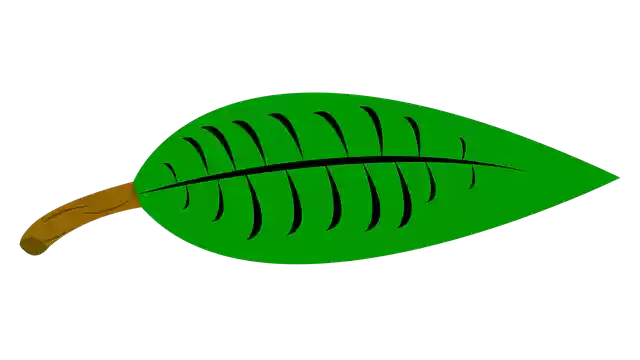 Gratis download Leaf Tree Nature - gratis foto of afbeelding om te bewerken met GIMP online afbeeldingseditor