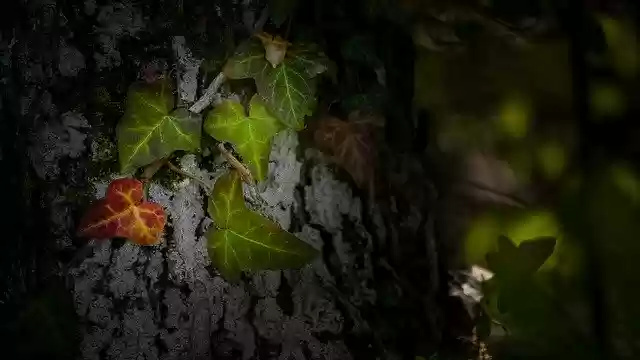 Free download Leaf Tree Trunk -  free photo or picture to be edited with GIMP online image editor