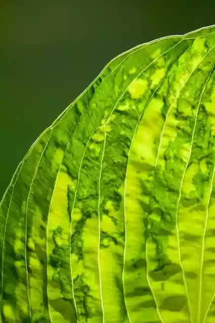 Free download Leaf Veins Green -  free photo or picture to be edited with GIMP online image editor
