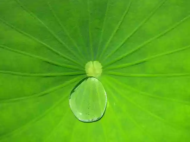 Free download Leaf Water Droplet -  free photo or picture to be edited with GIMP online image editor