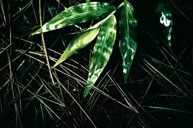 Free download Leaf Wet Leaves -  free photo or picture to be edited with GIMP online image editor