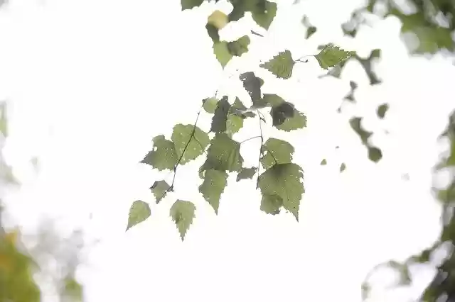 Free download Leave Leaves Tree -  free photo or picture to be edited with GIMP online image editor