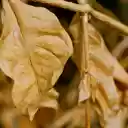 Leaves and branches wither  screen for extension Chrome web store in OffiDocs Chromium