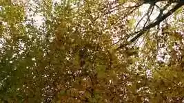 Free download Leaves Are Falling Autumn free video to be edited with OpenShot online video editor