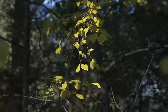 Free download Leaves Autumn Backlight -  free photo or picture to be edited with GIMP online image editor