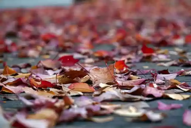 Free download leaves autumn fall autumn scenery free picture to be edited with GIMP free online image editor