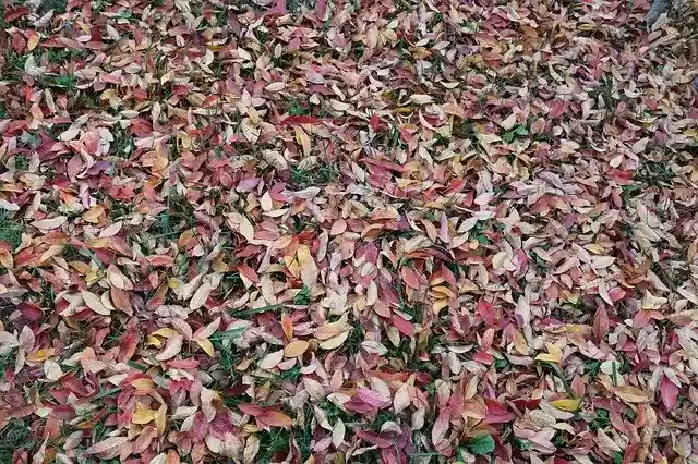 Free download Leaves Autumn Grass -  free free photo or picture to be edited with GIMP online image editor