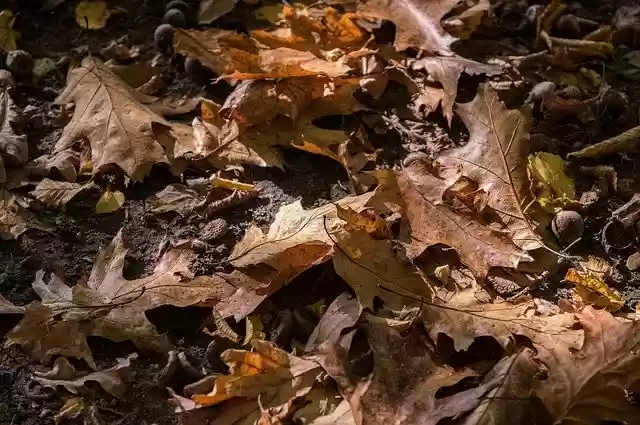 Free download Leaves Autumn Nature Fall -  free photo or picture to be edited with GIMP online image editor