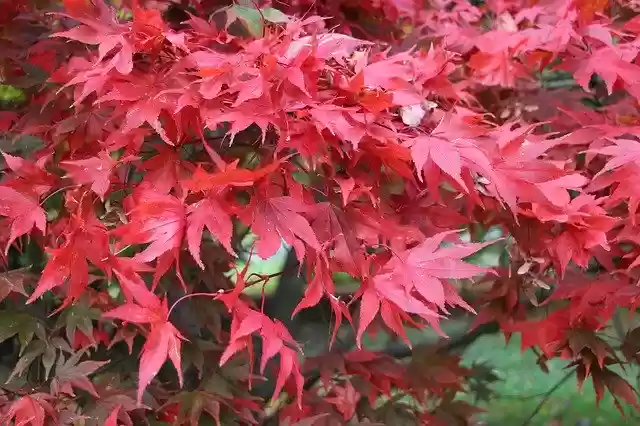 Free download Leaves Autumn Red -  free photo or picture to be edited with GIMP online image editor