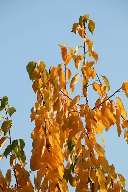 Free download Leaves Autumn Tree Trees -  free photo or picture to be edited with GIMP online image editor