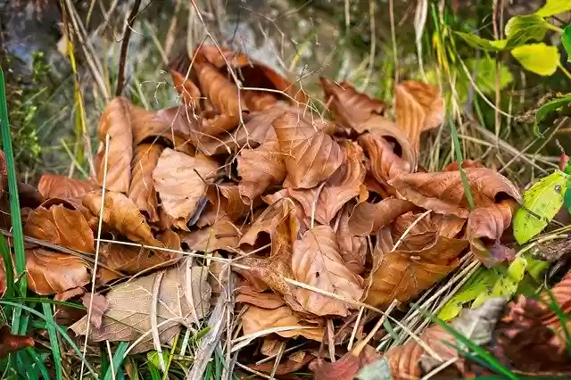 Free download Leaves Autumn Withered Fall -  free free photo or picture to be edited with GIMP online image editor