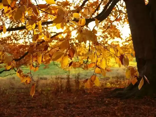 Free download Leaves Beech Tree -  free photo or picture to be edited with GIMP online image editor