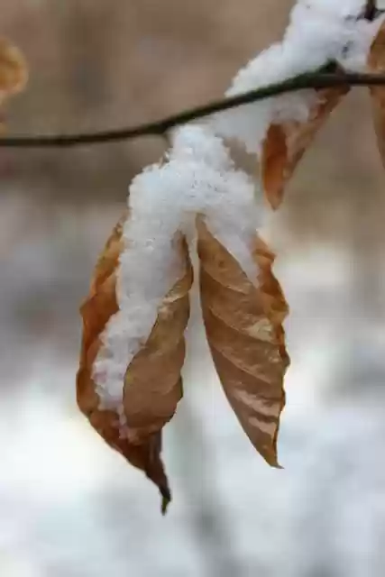 Free download leaves branch snow autumn winter free picture to be edited with GIMP free online image editor