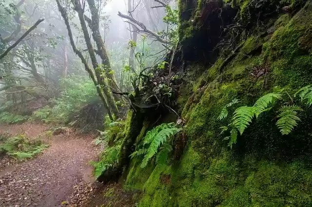 Free download Leaves Clouds Landscape -  free photo or picture to be edited with GIMP online image editor