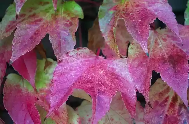 Free download Leaves Colored Red -  free free photo or picture to be edited with GIMP online image editor