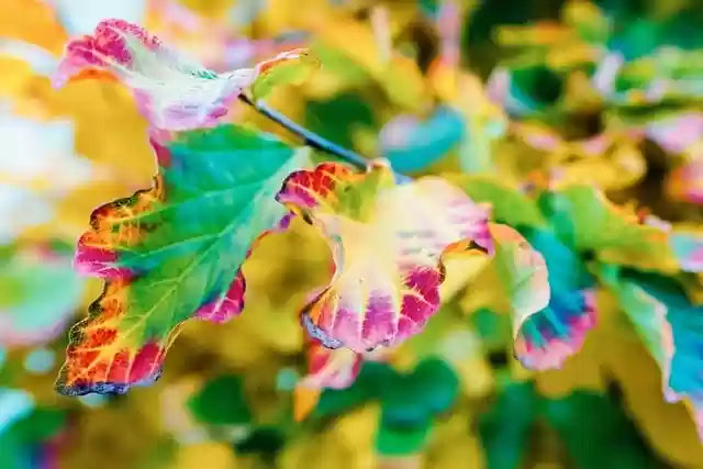 Free download leaves colorful forest autumn fall free picture to be edited with GIMP free online image editor