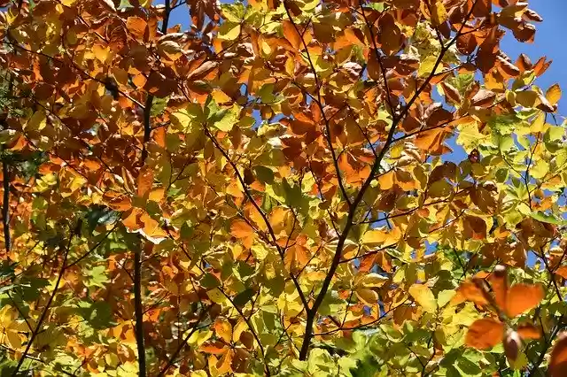 Free download Leaves Colors Fall Nature -  free photo template to be edited with GIMP online image editor