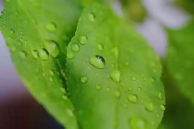 Free download Leaves Drop Leaf -  free photo or picture to be edited with GIMP online image editor