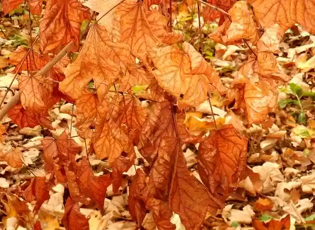 Free download Leaves Dry Autumn -  free free photo or picture to be edited with GIMP online image editor