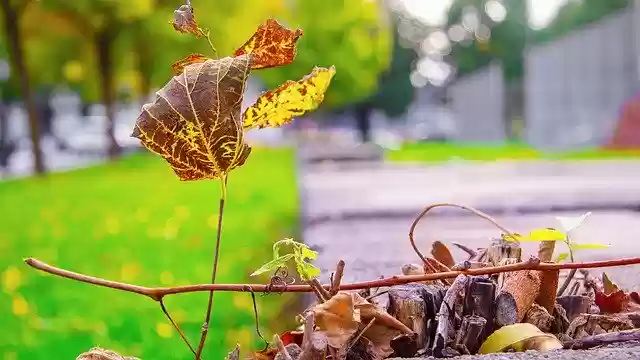 Free download Leaves Fall Autumn -  free photo template to be edited with GIMP online image editor