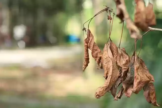 Free download Leaves Fall Earth -  free photo or picture to be edited with GIMP online image editor