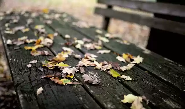 Free download Leaves Fall Foliage Bank -  free photo or picture to be edited with GIMP online image editor