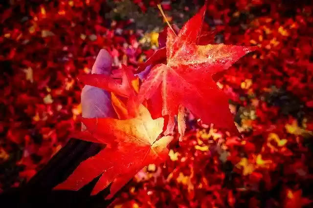 Muat turun percuma Leaves Fall Forest - foto atau gambar percuma untuk diedit dengan editor imej dalam talian GIMP