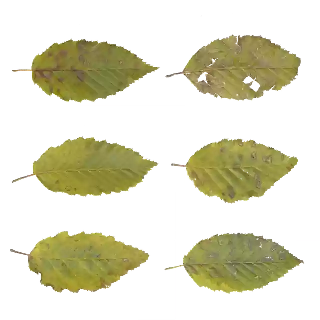 Free download Leaves Fall Green -  free free photo or picture to be edited with GIMP online image editor