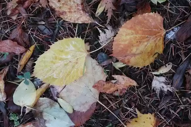 Free download Leaves Fall Season -  free photo or picture to be edited with GIMP online image editor