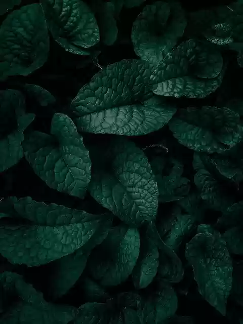 Free download leaves foliage dark background free picture to be edited with GIMP free online image editor