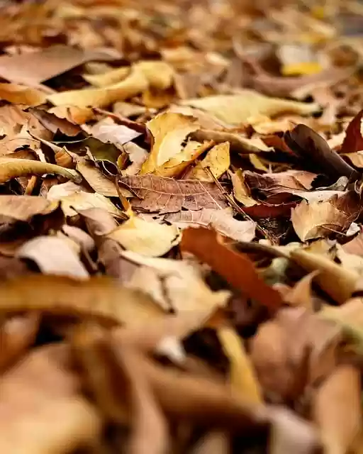 Free download leaves foliage dry sheets fall free picture to be edited with GIMP free online image editor
