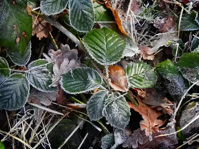 Free download leaves foliage frost plants frozen free picture to be edited with GIMP free online image editor