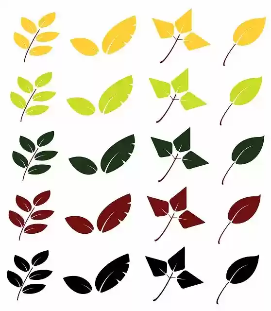 Free download Leaves Graphics Fall -  free illustration to be edited with GIMP free online image editor