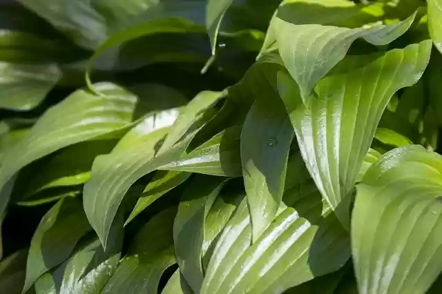 Free download Leaves Green Nature -  free illustration to be edited with GIMP free online image editor