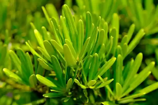 Free download leaves green nature plant tree free picture to be edited with GIMP free online image editor