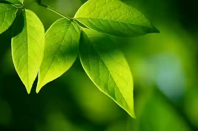 Free download leaves green spring summer sun free picture to be edited with GIMP free online image editor