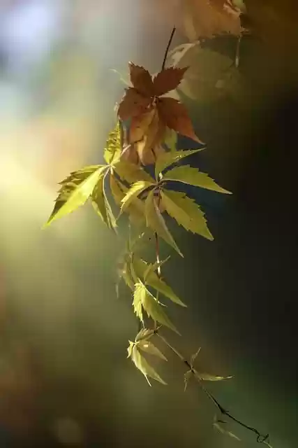 Free download leaves ivy bokeh macro nature free picture to be edited with GIMP free online image editor
