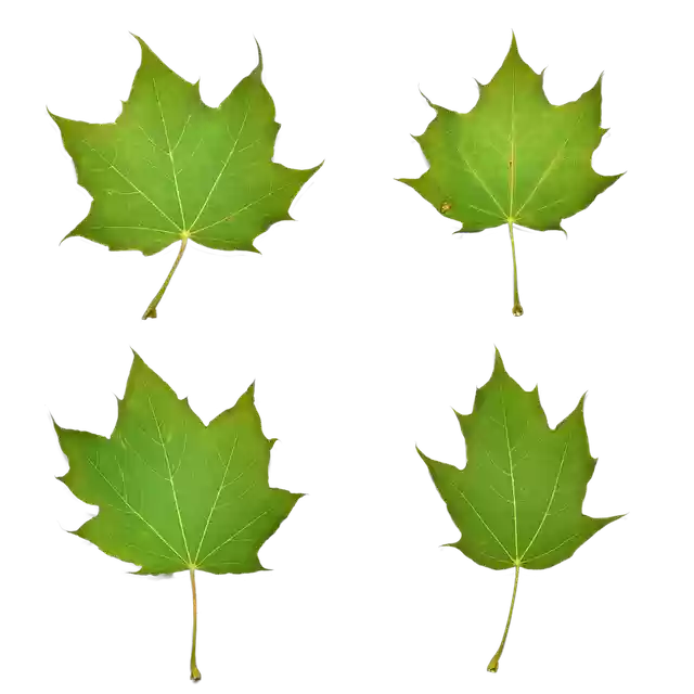 Free download Leaves Leaf Nature -  free photo or picture to be edited with GIMP online image editor