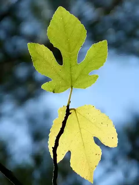 Free download Leaves Light Autumn Fig -  free free photo or picture to be edited with GIMP online image editor