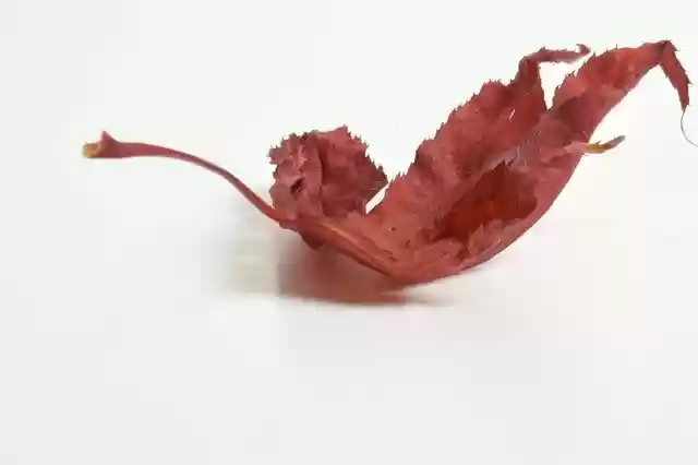 Free download Leaves Macro Nature -  free photo or picture to be edited with GIMP online image editor