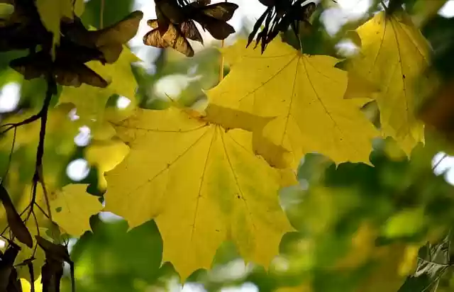 Free download leaves maple tree fall nature free picture to be edited with GIMP free online image editor